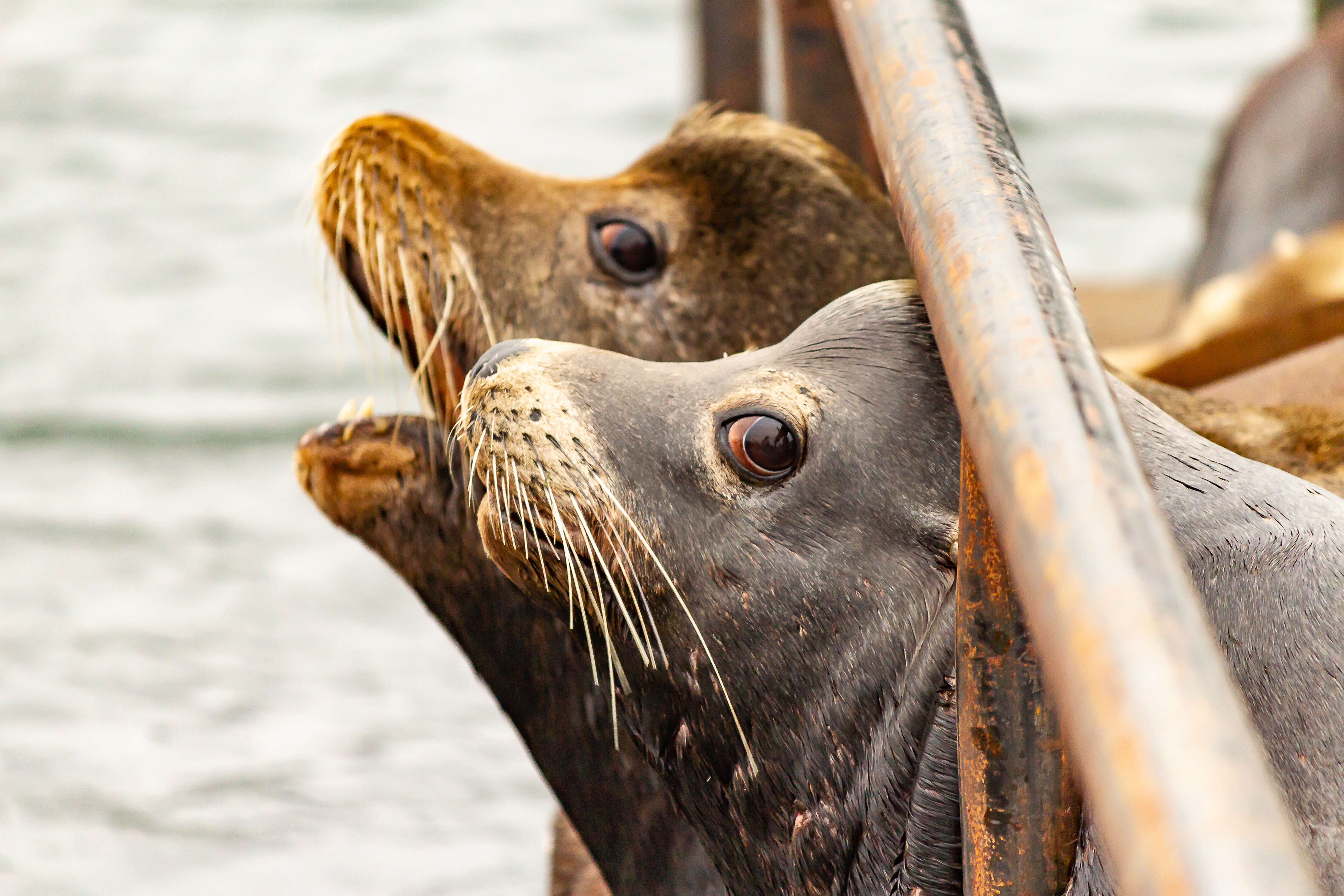 Sea lions looking out into the ocean