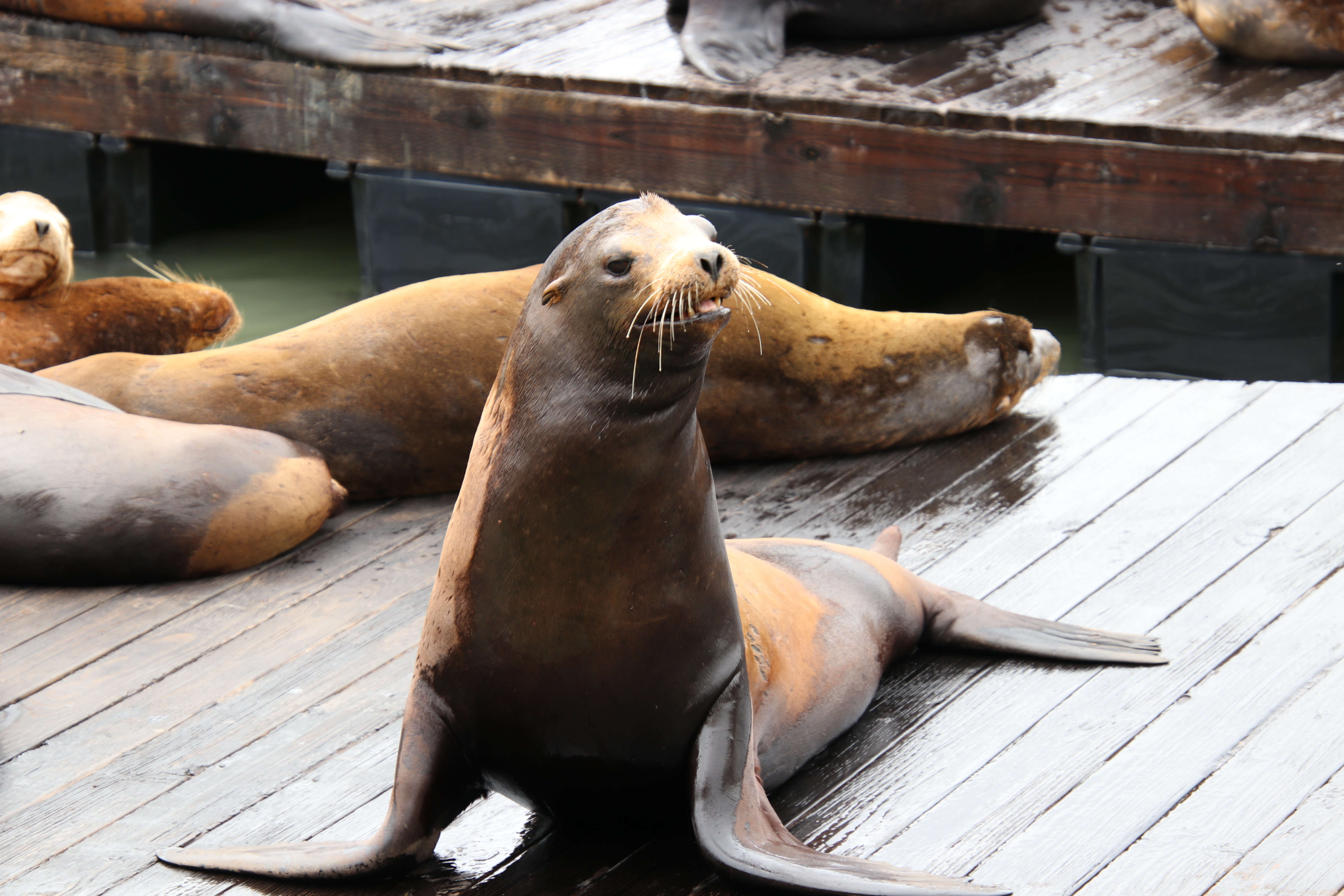 Sea lions lying on wooden dock