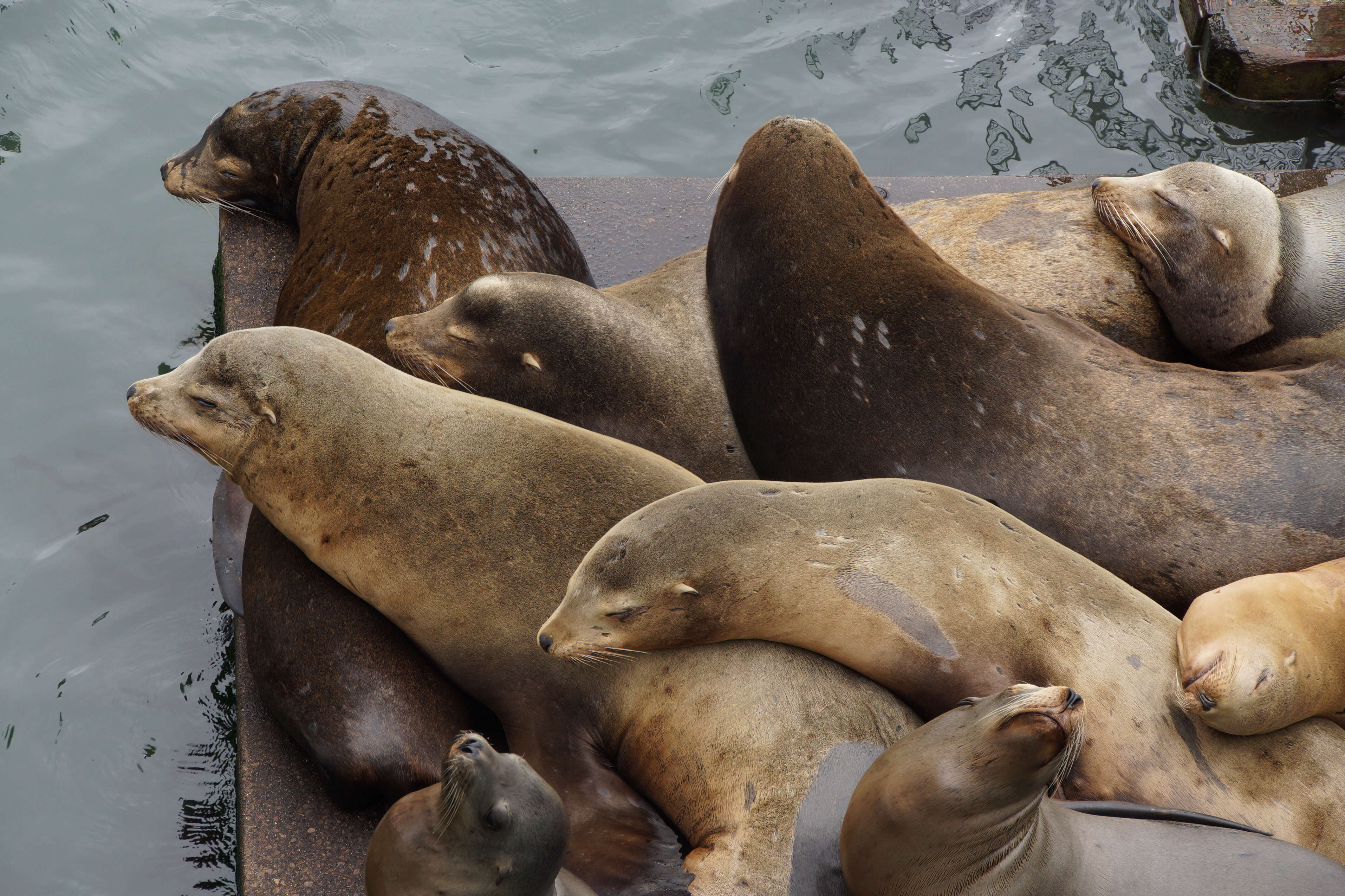 Sea lions lying on dock together
