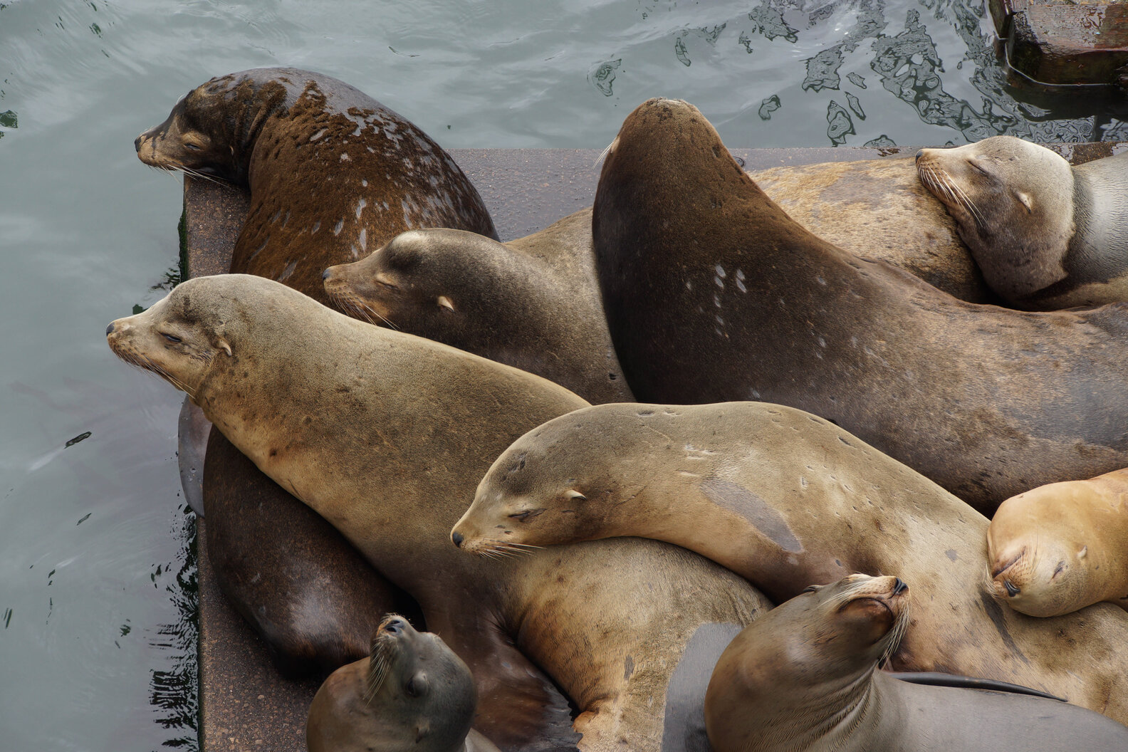 The Government Has Made It Legal To Kill Nearly 1,000 Sea Lions - The Dodo