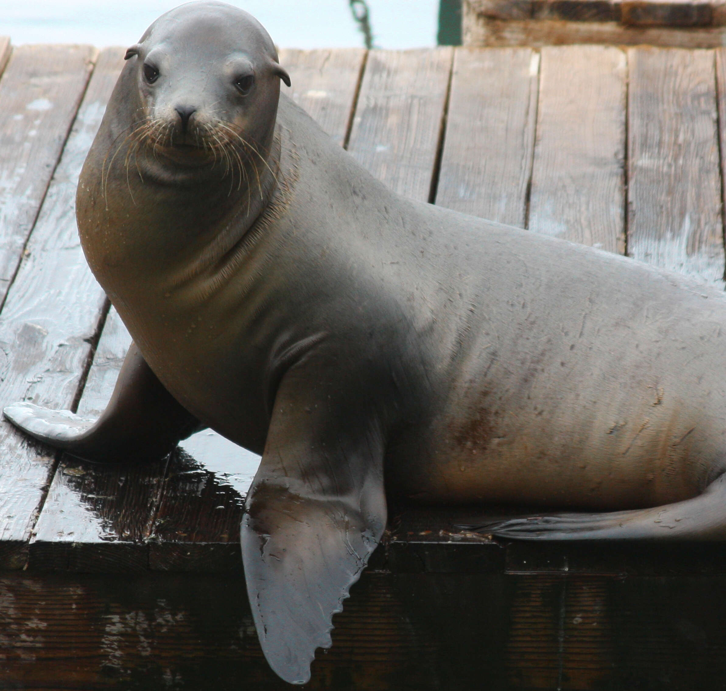 Sea lion lying on wooden dock