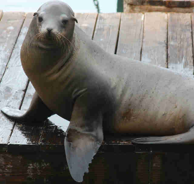 the-government-has-made-it-legal-to-kill-nearly-1-000-sea-lions-the-dodo