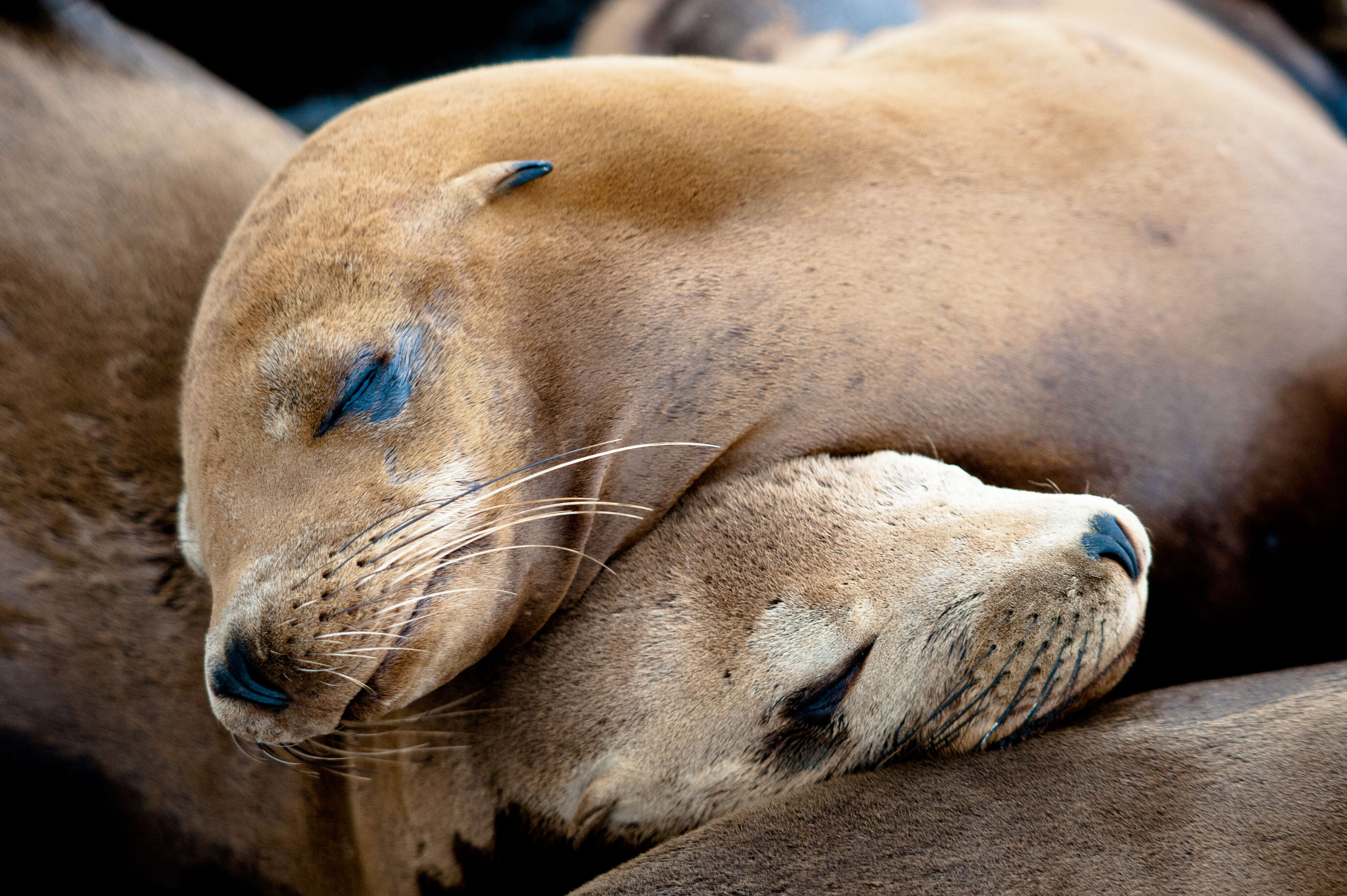 Sea lions cuddled up together