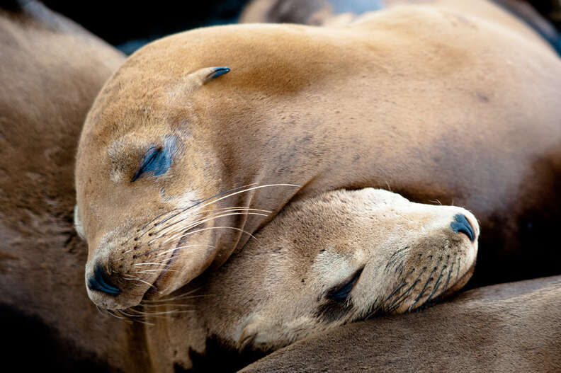 Sea lions cuddled up together