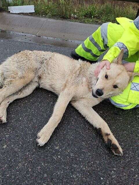 dog hit by car