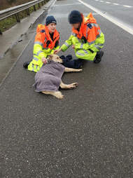 dog hit by car
