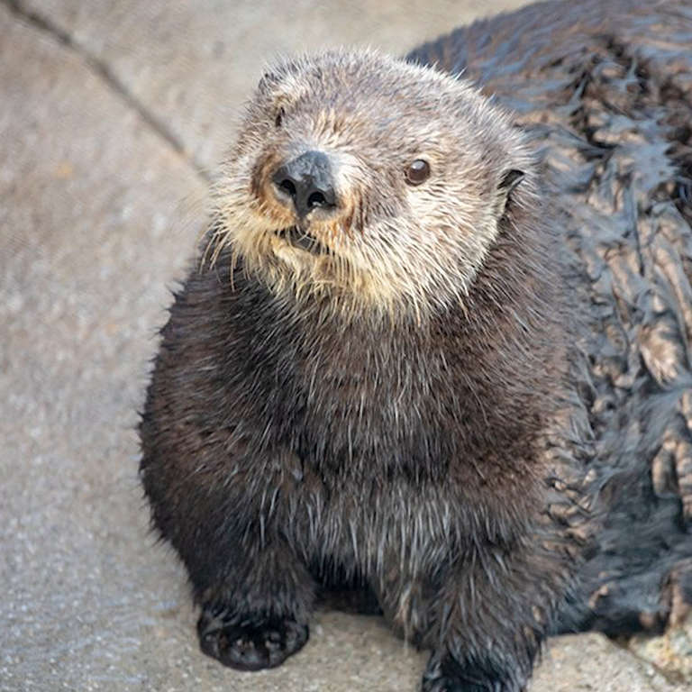 Monterey Bay Aquarium Apologizes for Calling Abby the Otter 'Thicc ...