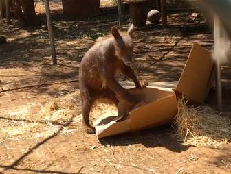 bear rescue