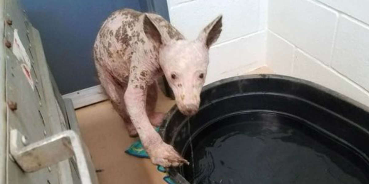 Bald Bear Rescued From Dumpster Makes Amazing Recovery The Dodo