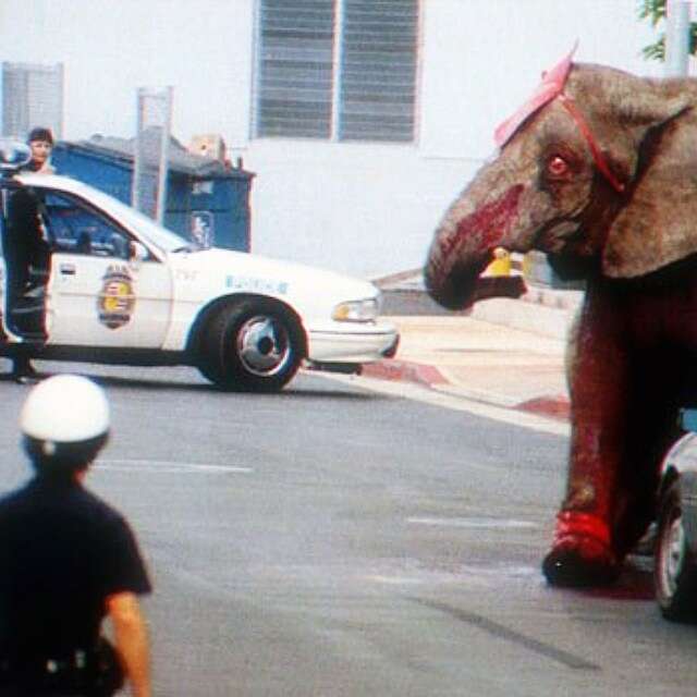 Tyke, escaped circus elephant being chased by police