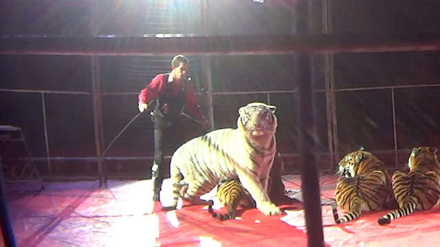 Trainer standing over circus tigers