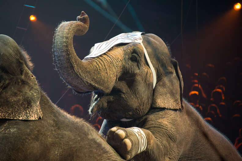 Elephants being forced to perform in circus