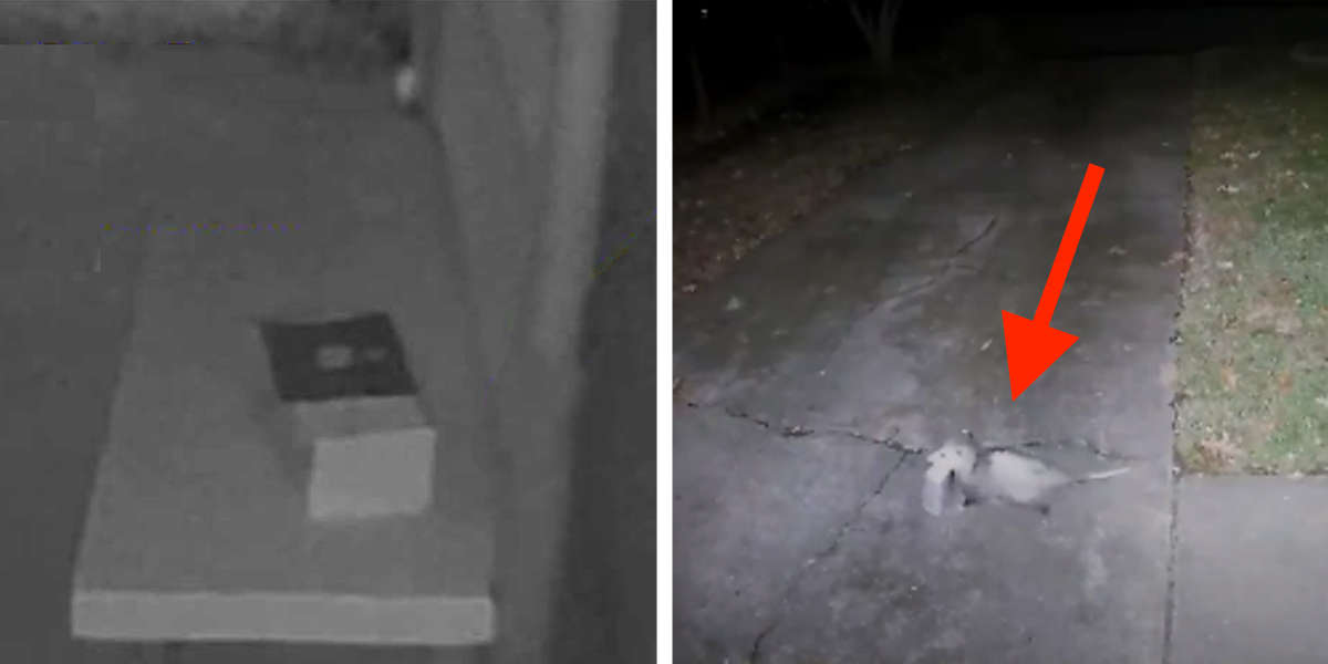 Security Camera Catches Opossum Stealing Box Of Treats From Porch The