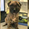 Tiny Puppy Tossed In Dumpster Never Thought Anyone Would Find Her