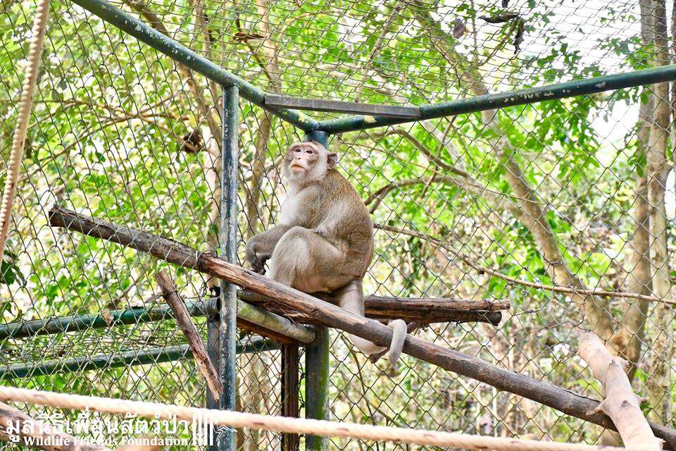 Rescued macaque inside cage at rehabilitation center