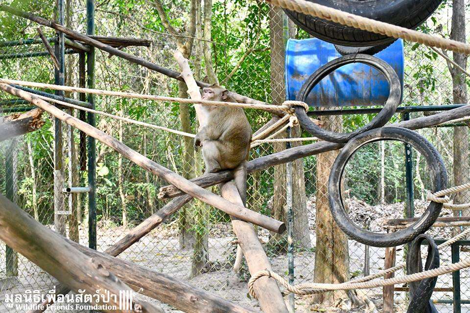 Macaque monkey inside rehabilitation cage