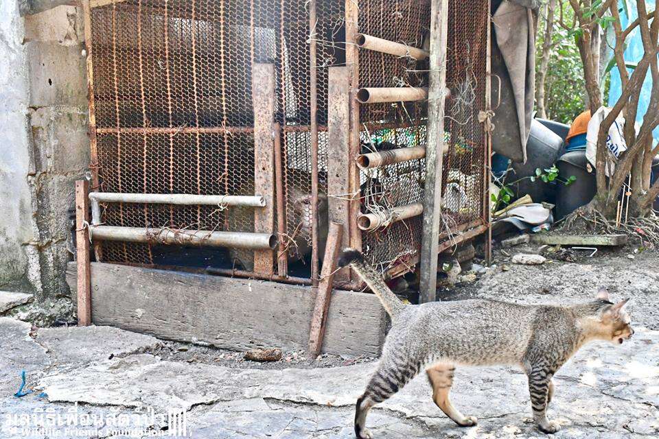 Cat standing in front of monkey's cage