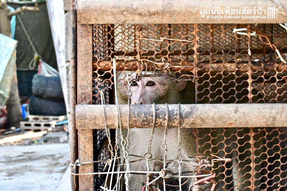 Sad looking macaque inside rusty cage