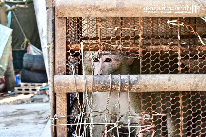 Wild Macaque Spent Six Years In Tiny, Rusty Cage - The Dodo Wild Macaque Spent Six Years In Tiny, Rusty Cage - The Dodo