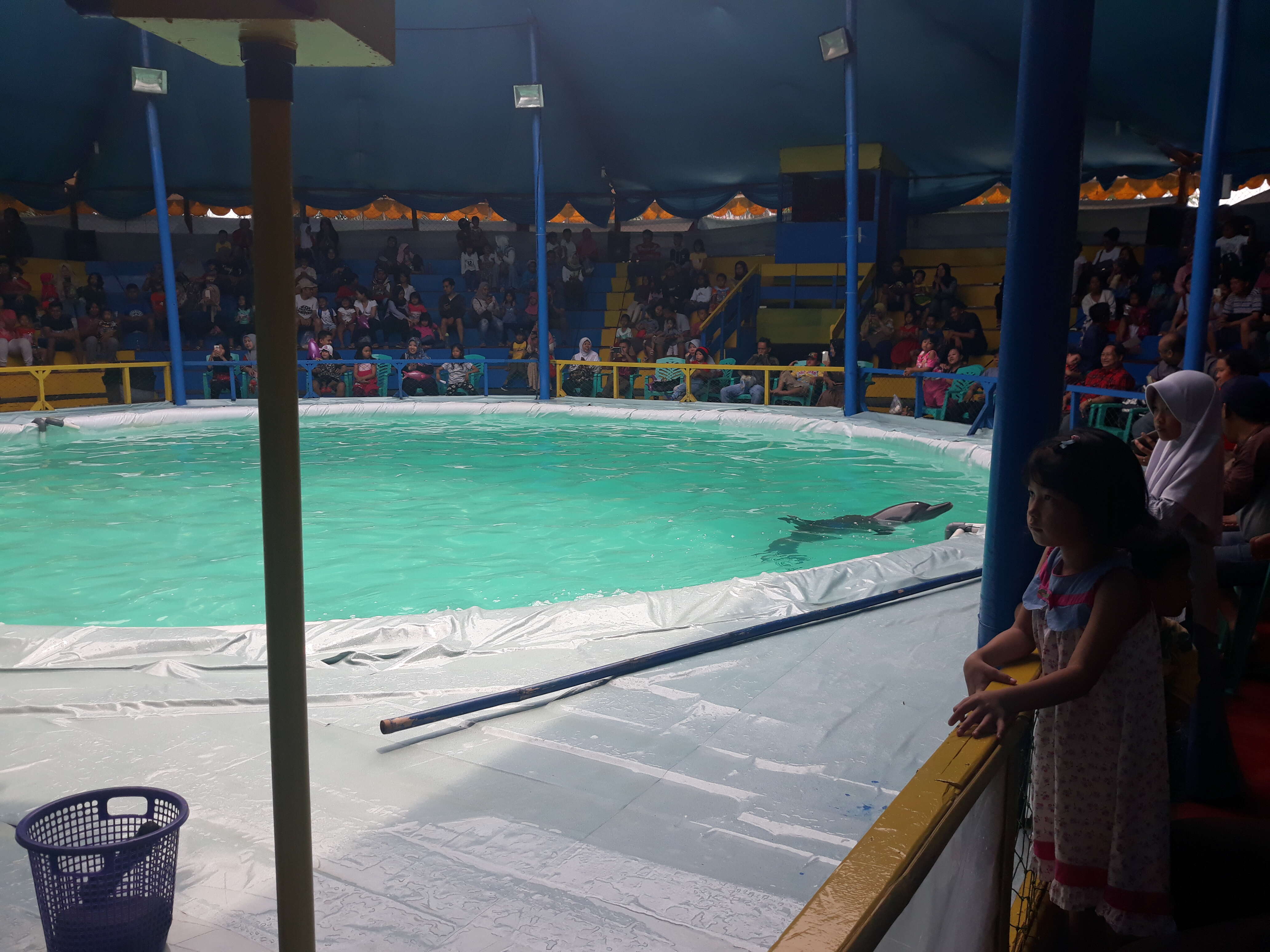 Dolphins performing in traveling circus in Indonesia