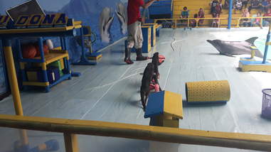 Otters riding bikes in circus performance