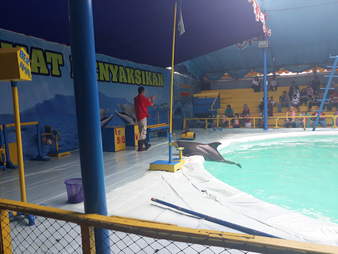 Dolphin on ledge of pool