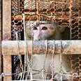 Macaque monkey inside rusty metal cage