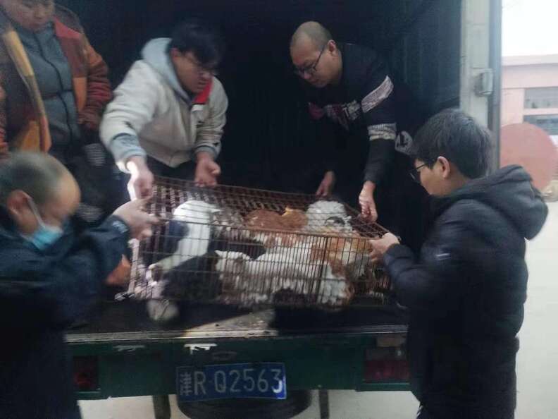 cat rescue china