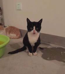 cat rescue china