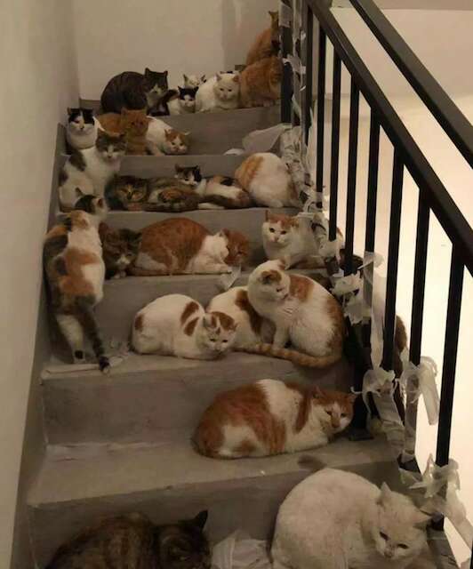 cat rescue china