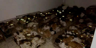 cat rescue china