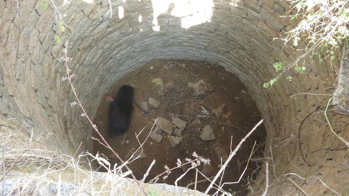 Sloth bear at the bottom of a well