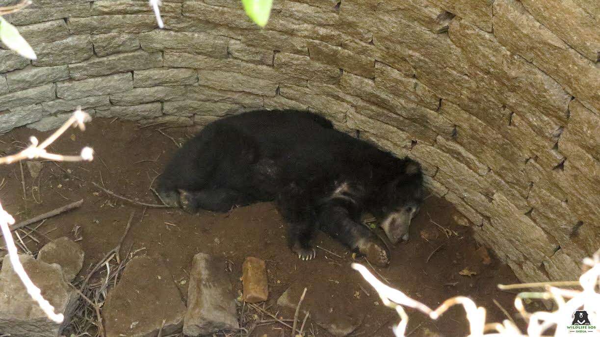 Sloth bear lying on bottom of well in India