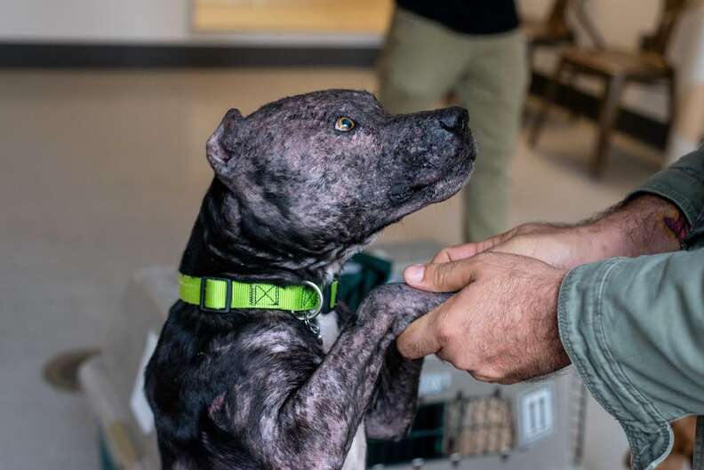 Injured dog after being rescued