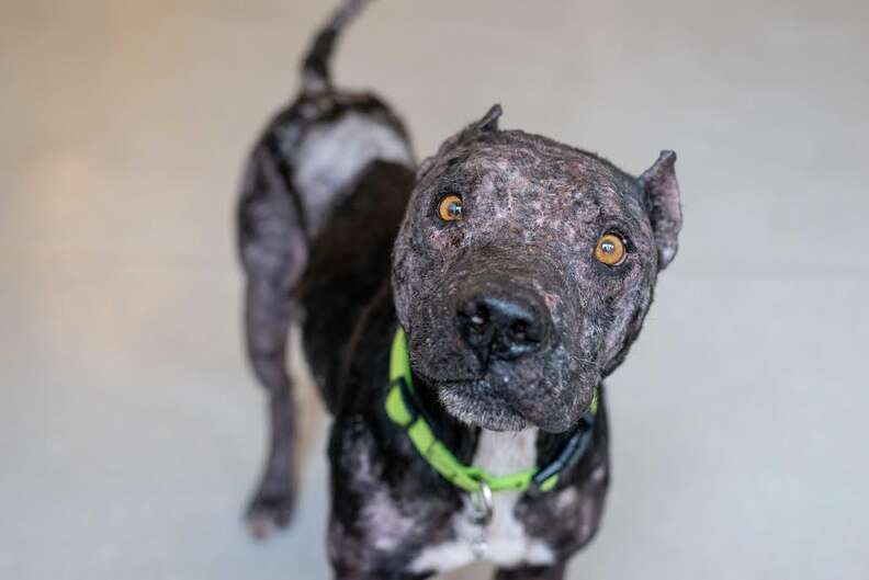 Portrait of injured dog after rescue