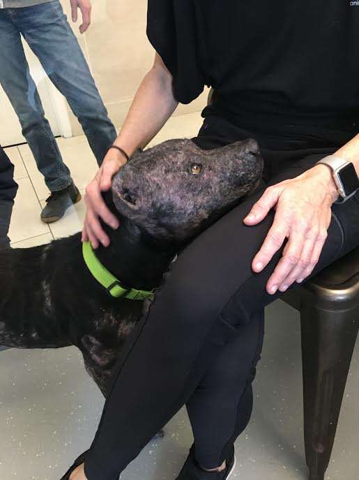 Dog placing head on rescuer's lap
