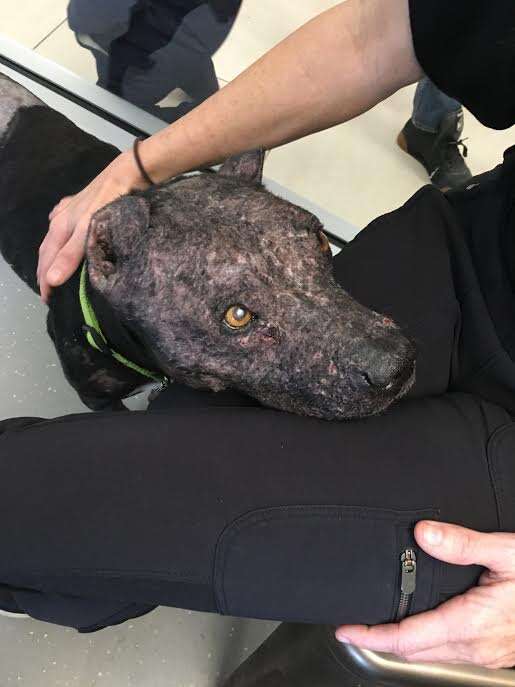 Rescued dog putting head on person's lap