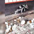 Dog tethered to short chain in Mexico