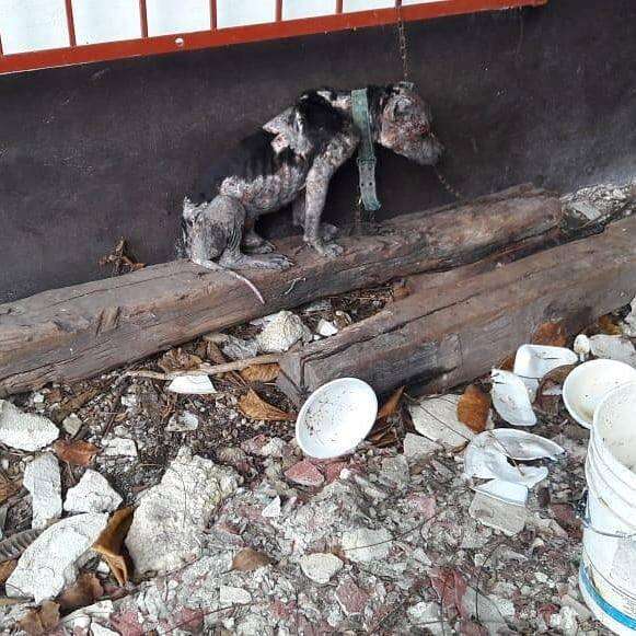 Abused dog chained up outside house in Mexico