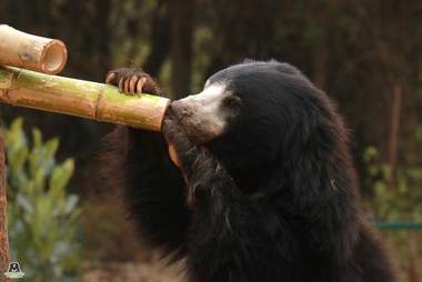bear rescue india