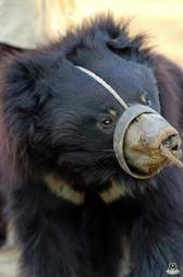 bear rescue india