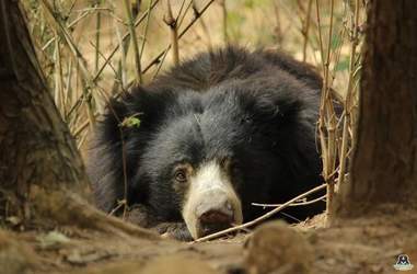 bear rescue india