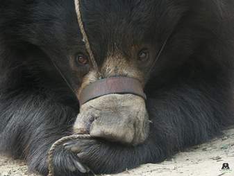 bear rescue india