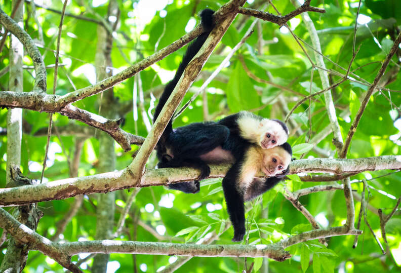 monkey