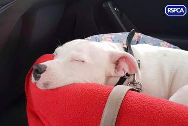 dog rescue uk snoop