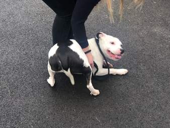 dog rescue uk