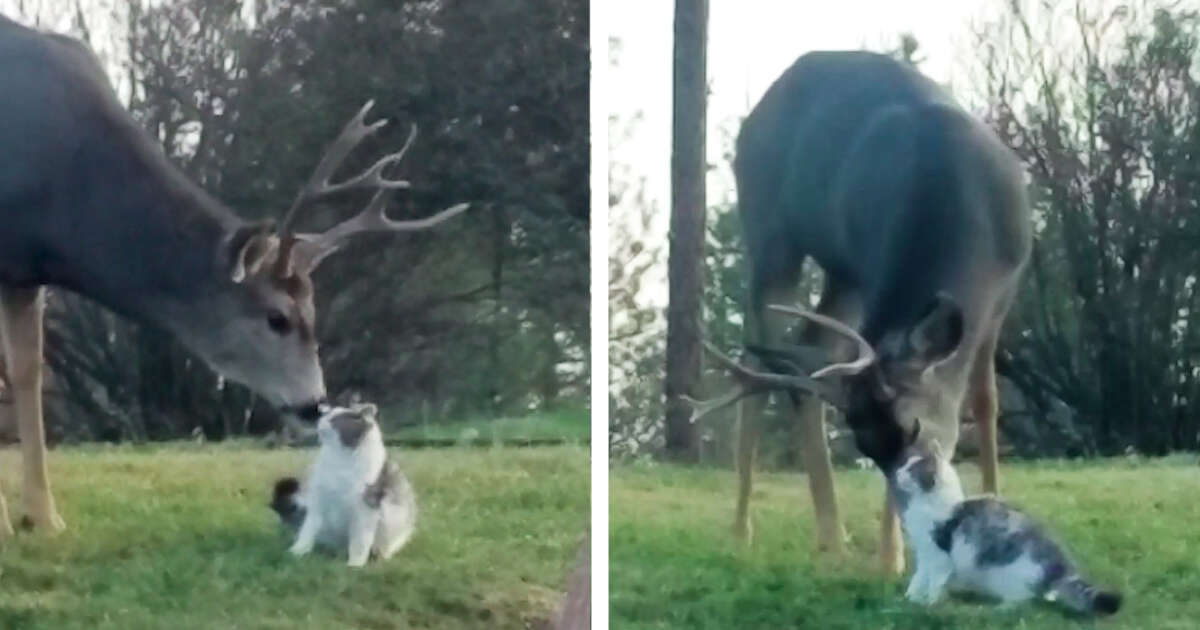 Deer Gives Cat Loving Licks When He Thinks No One Is Watching - The Dodo
