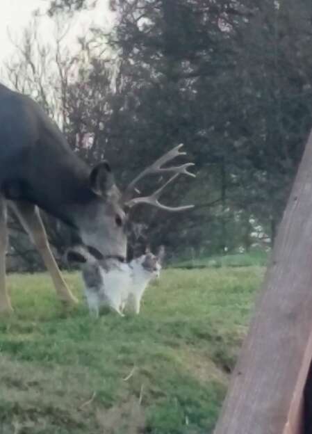 Wild deer loving on cat