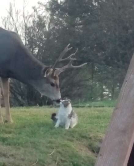 Wild deer loving on domestic cat