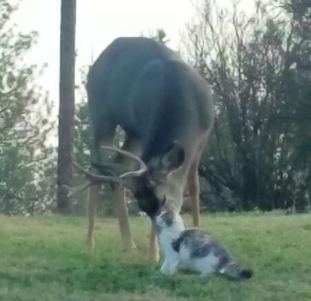 Deer licking cat in backyard